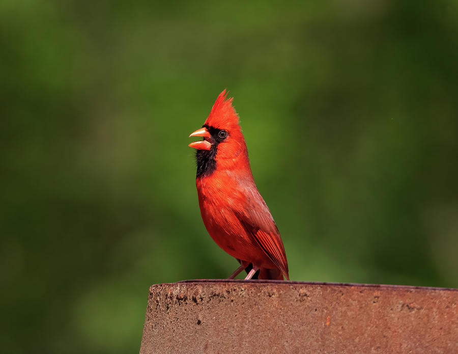 Singing Cardinal Photograph by Chad Meyer