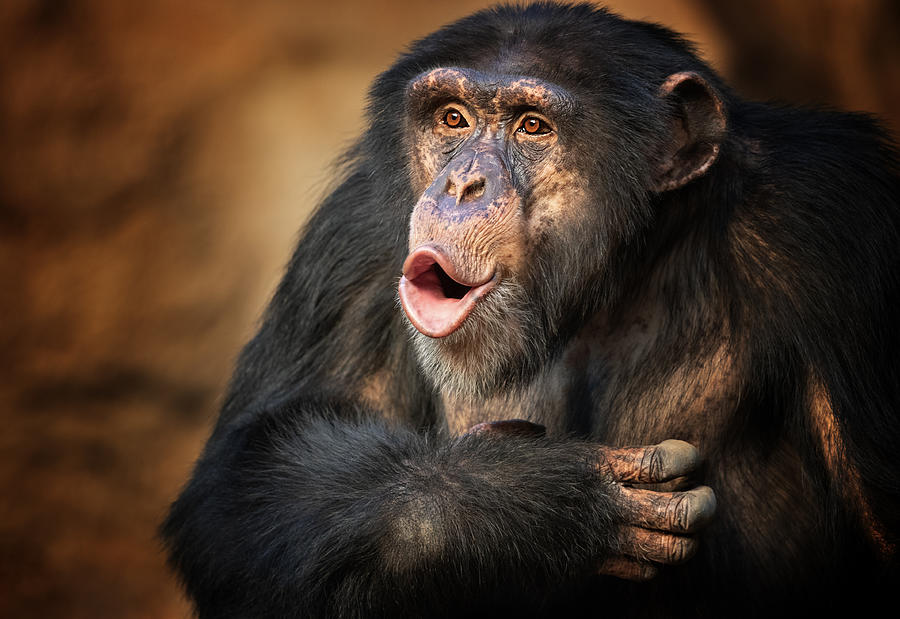 Singing common chimpanzee Photograph by Andyworks