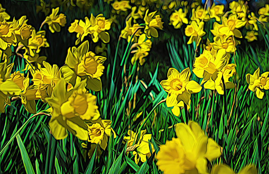 singing Daffodils Photograph by Steph Gabler