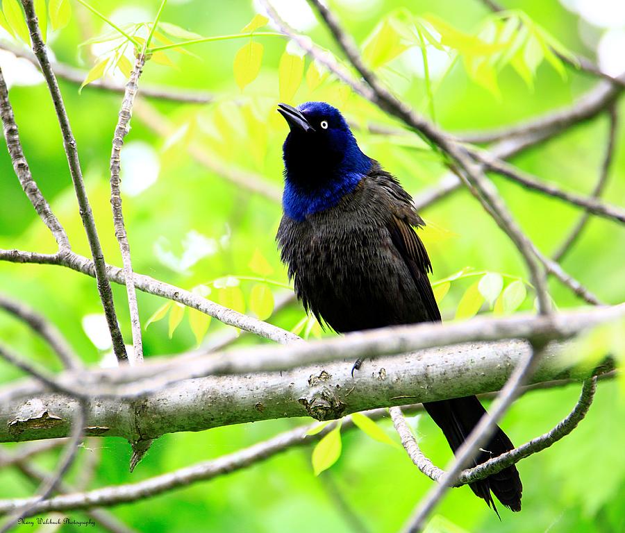 Singing Grackle Photograph by Mary Walchuck
