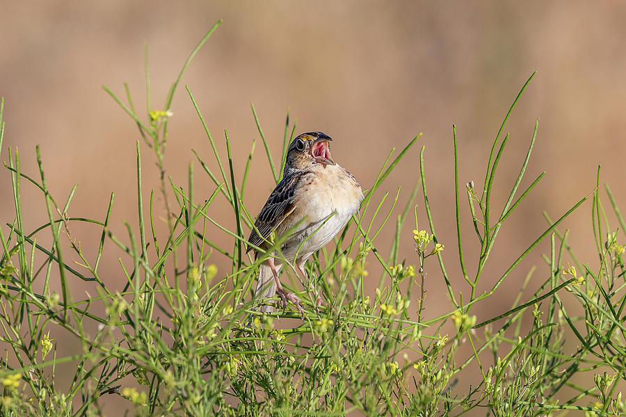 Singing Grasshopper Sparrow Photograph