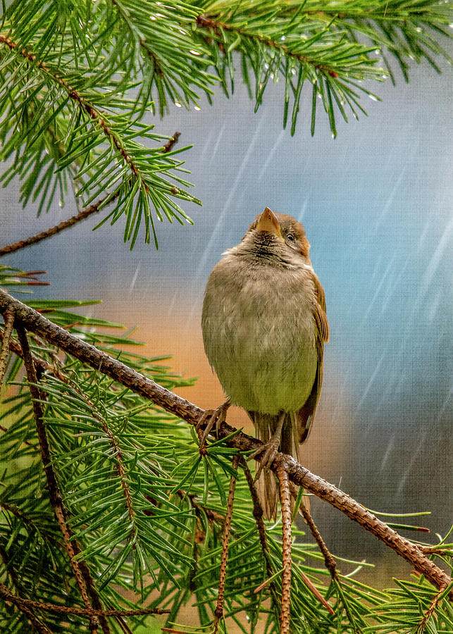 Singing In The Rain Photograph by Cathy Kovarik