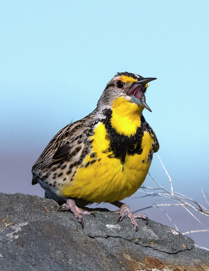 Singing Meadowlark Photograph by Loree Johnson