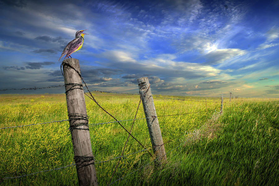 Singing Meadowlark Perched On A Fence Post Photograph