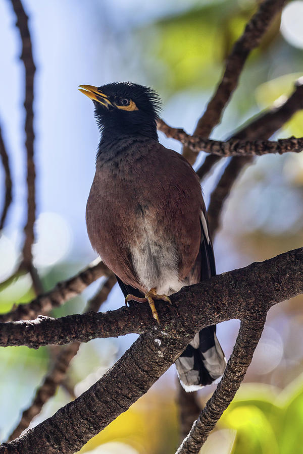 Singing Myna Bird Photograph by John Haldane