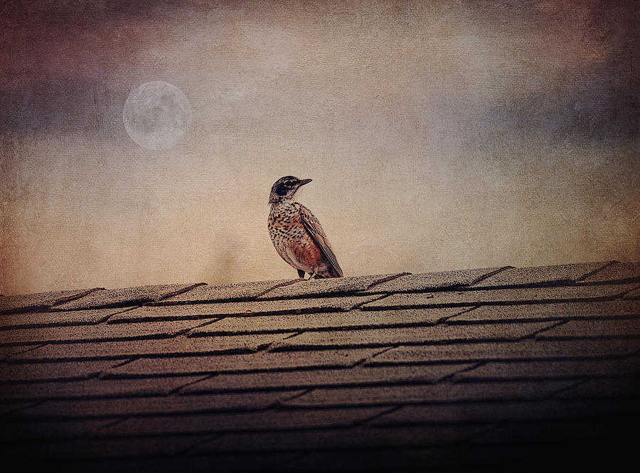 Nature Photograph - Singing On The Roof by Maria Angelica Maira