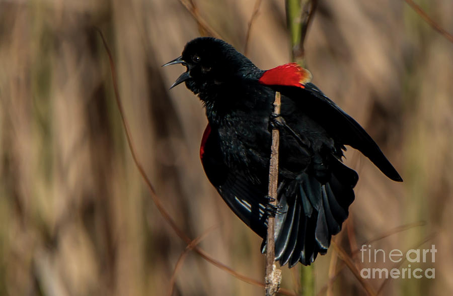 Singing Red Whinged Black Bird Photograph by Sandra Js