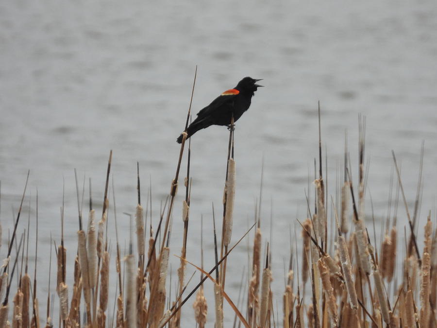 Singing Red Winged Black Bird Photograph by Amanda R Wright