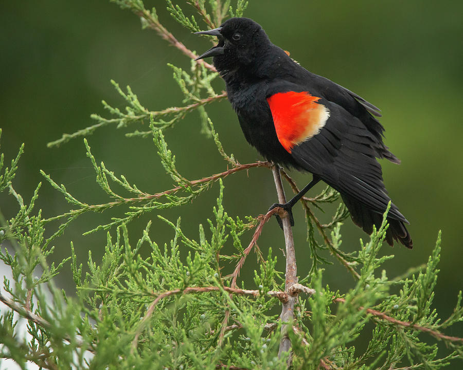 Singing Red-winged Blackbird Photograph by Kristia Adams