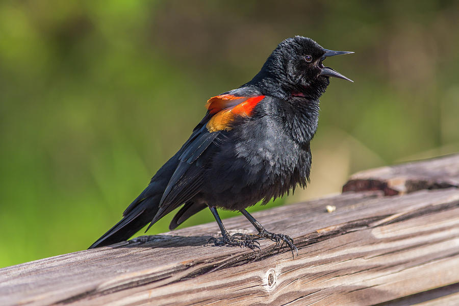 Singing Red-winged Blackbird Photograph