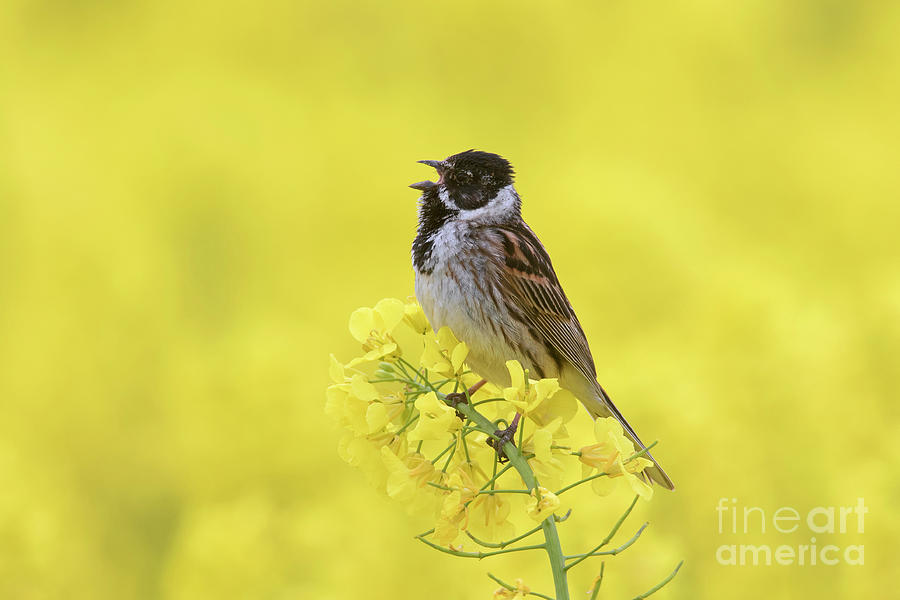 Singing Reed Bunting Photograph by Arterra Picture Library