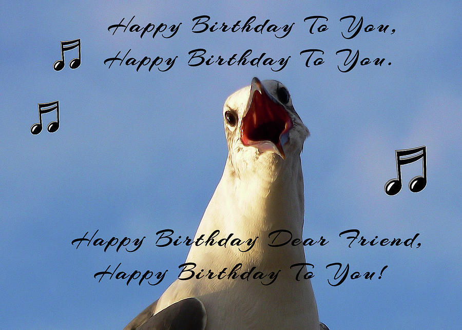 Singing Seagull Friend Birthday Photograph by Kathy K McClellan