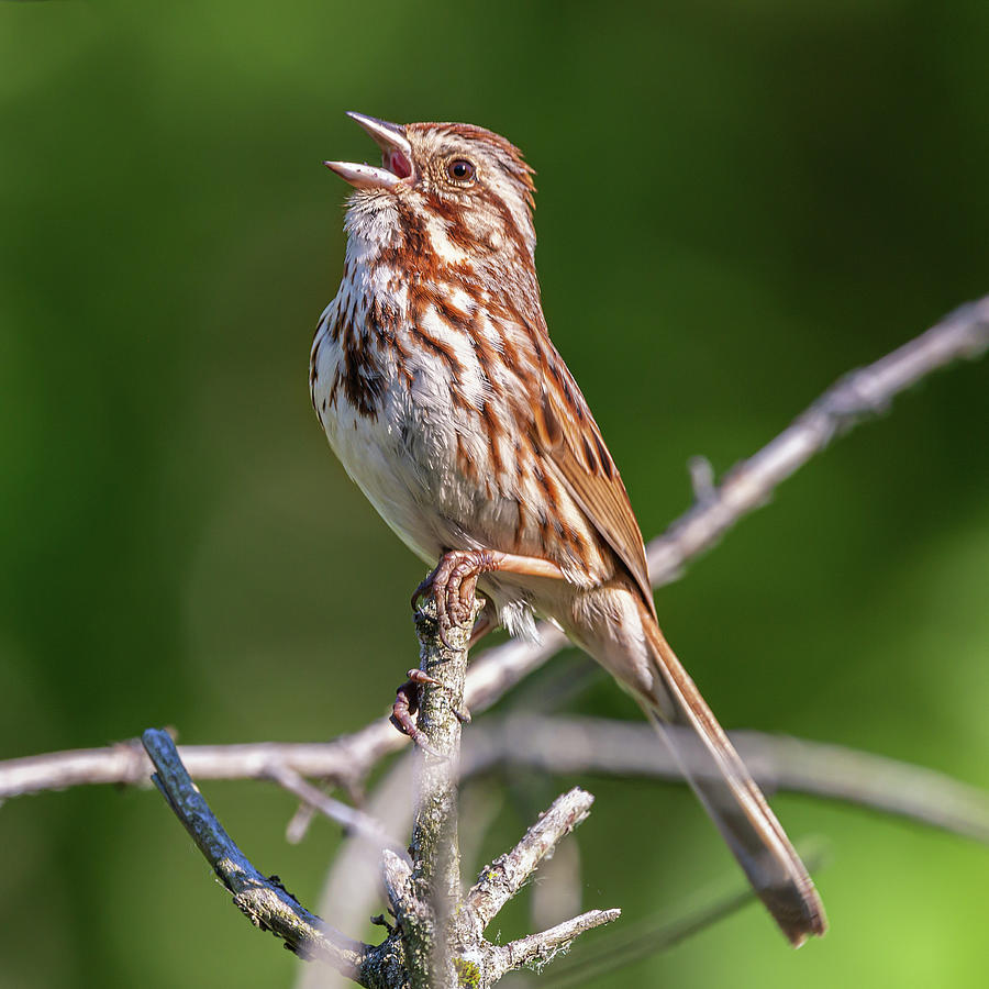 Singing Song Sparrow Photograph by Dale Kincaid