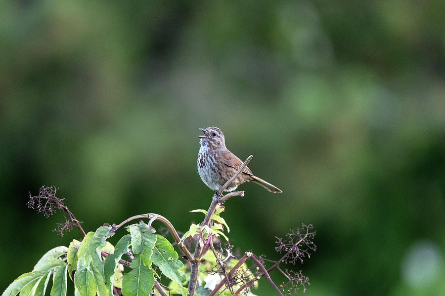 Singing Song Sparrow - Melospiza melodia Photograph by Michael Russell