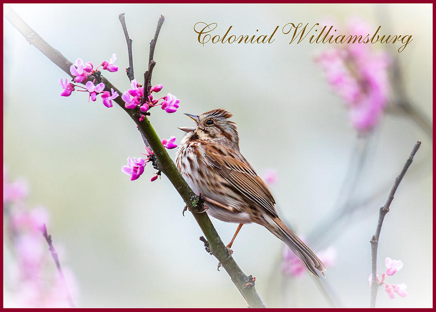 Singing Song Sparrow - Postcard Design Photograph by Rachel Morrison