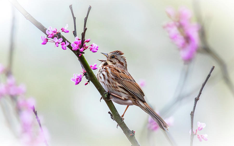 Singing Song Sparrow Photograph by Rachel Morrison