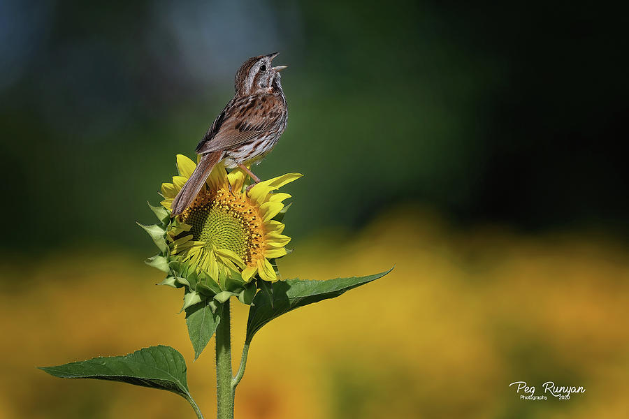 Singing Sparrow Photograph by Peg Runyan