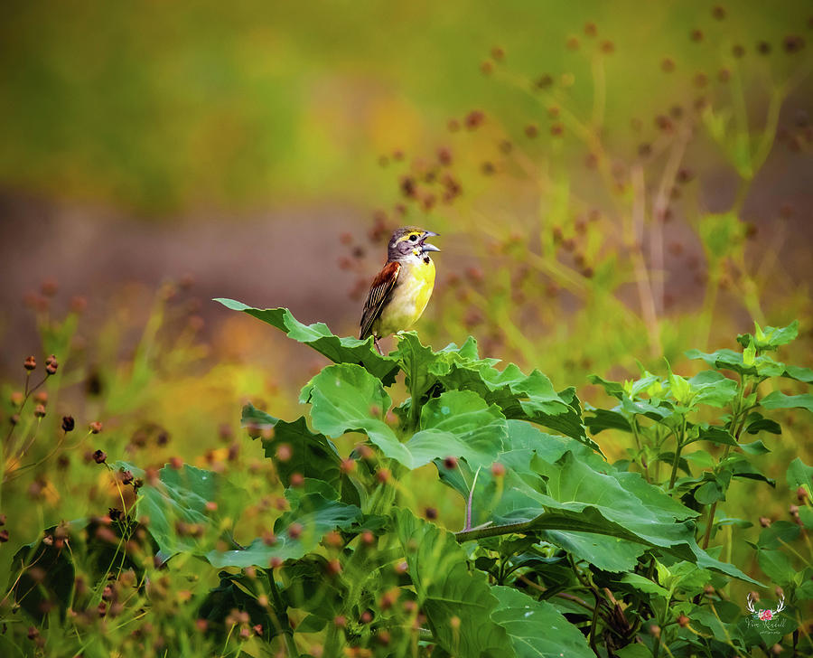 Singing Summer Bird Photograph by Pam Rendall