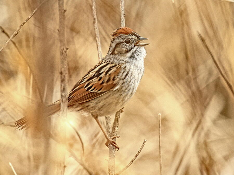 Singing Swamp Sparrow Photograph by Dale Kauzlaric Singing Swamp Sparrow Photograph by Dale Kauzlaric