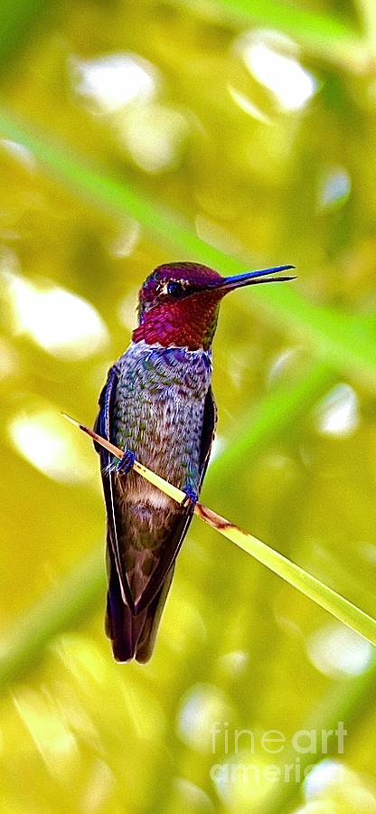 Annas Hummingbird Digital Art by Tammy Keyes