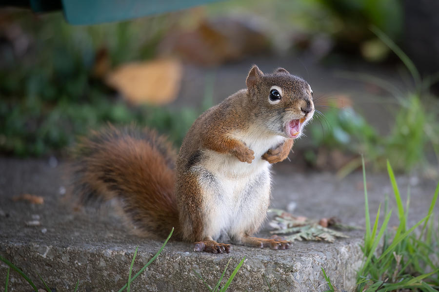 A Singing the Squirrel Blues Photograph by Lieve Snellings