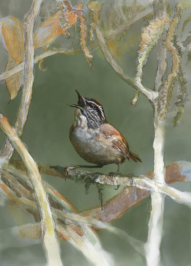Singing Wood-Wren Painting by Abby McBride