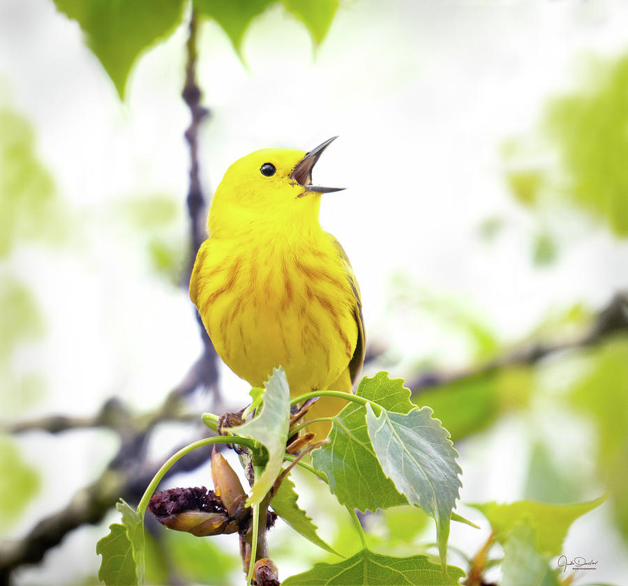 Singing Yellow Walbler Photograph by Judi Dressler