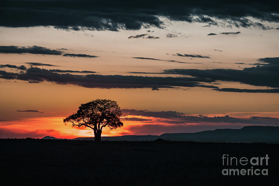 Single Acacia tree at sunrise in the Masai Mara, Kenya. Silhouette against colourful sky. Photograph by Jane Rix