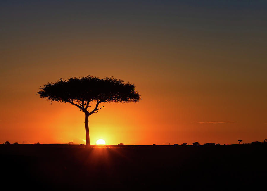 Sunset Photograph - Single Acacia Tree on Horizon at Colorful Sunset by Good Focused