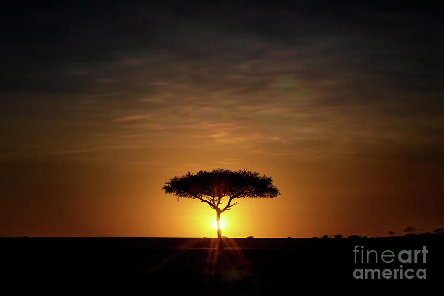 Single Acacia tree on the horizon at sunrise in the Masai Mara Photograph by Jane Rix