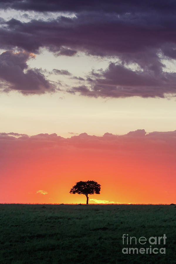 Single Acacia tree silhouette at sunset in the Masai Mara, Kenya Photograph by Jane Rix