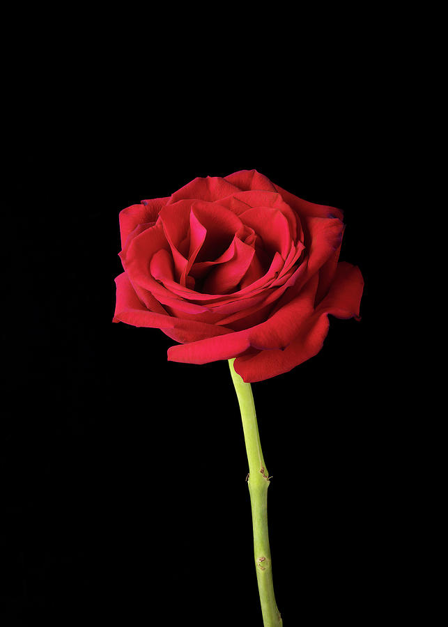 Single American Beauty Rose on Black Photograph by Charles Floyd