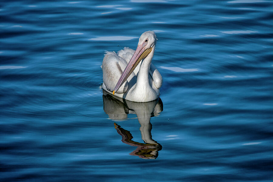 Single American White Pelican Photograph by Debra Martz