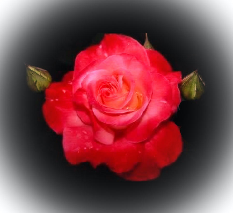 Single Beauty Red Rose Two Digital Art by Gayle Price Thomas