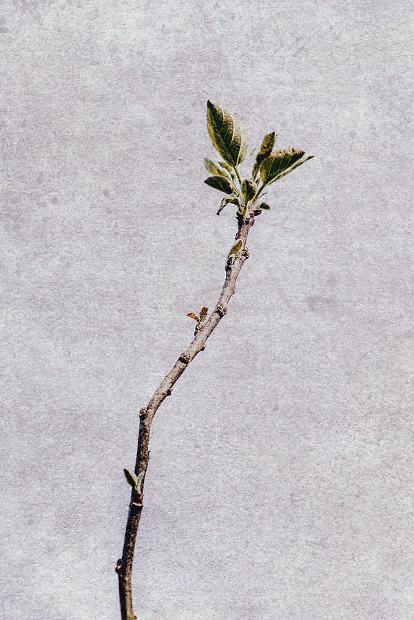 Single beauty Photograph by Yasmina Baggili Single beauty Photograph by Yasmina Baggili