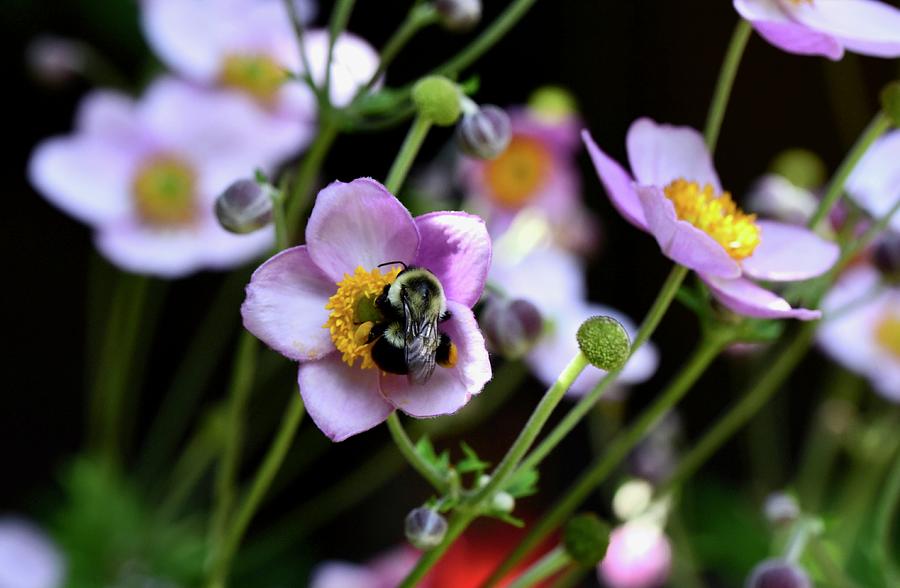 Single bee, single dahlia Photograph by Lynn Hunt