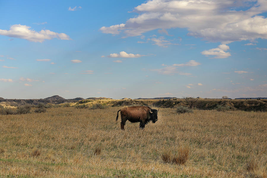 Single Bison In Open Landscape  Photograph by Dan Sproul