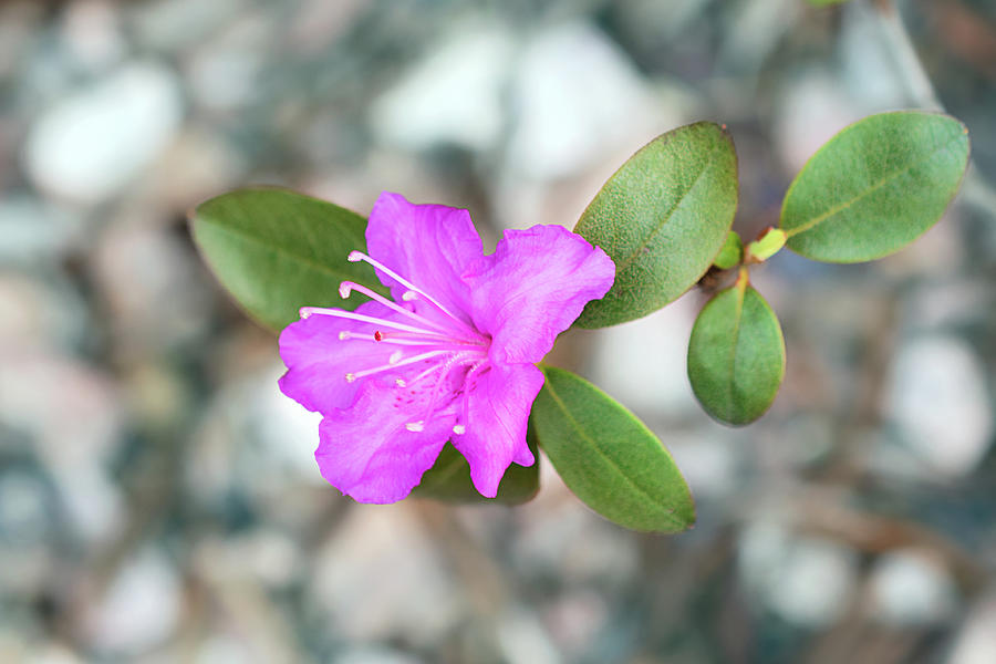 Single Bloom Purple Rhododendron Blossom Photograph by Gwen Gibson