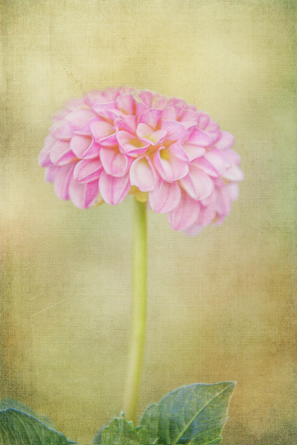 Single Bloom Digital Art by Terry Davis