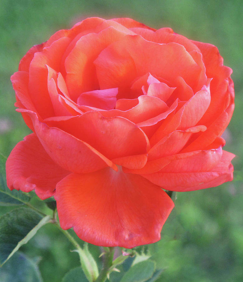 Single Blooming Rose In Safford Photograph