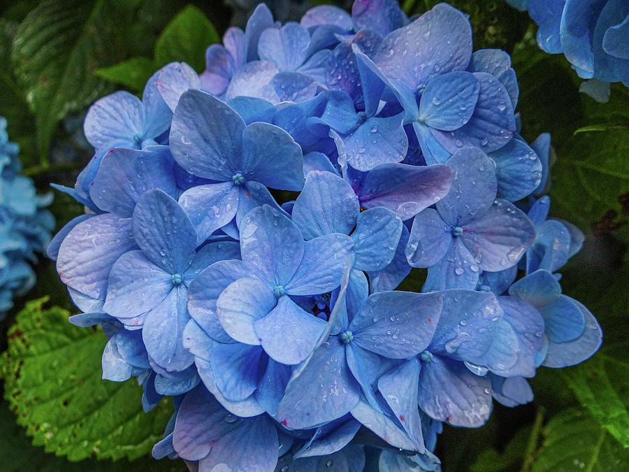 Image of Close up of single blue hydrangea bloom