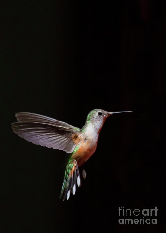 Single Broad-tailed Hummingbird In Flight Photograph
