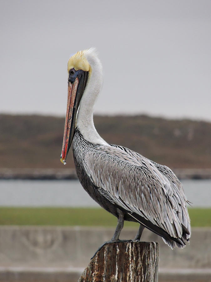 Single brown pelican standing on a wharf piling Photograph by ArtyAlison