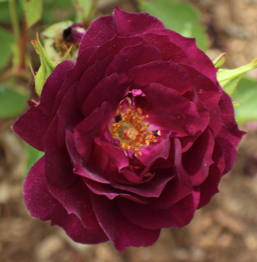 Single Burgundy Rose  Photograph by Kenneth Pope