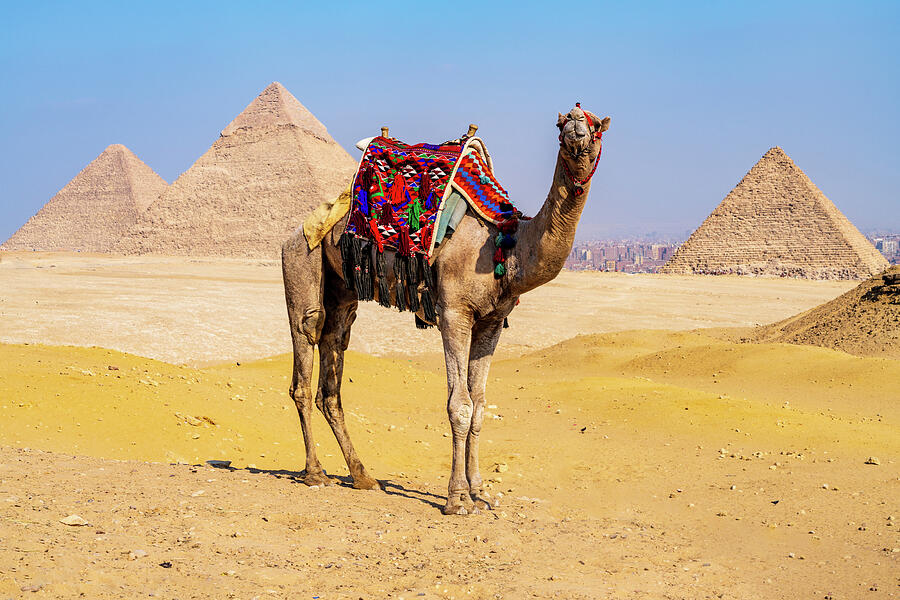 Camel by the Pyramids Photograph - Single camel standing in front of Great Pyramid of Giza waiting by Steven Heap
