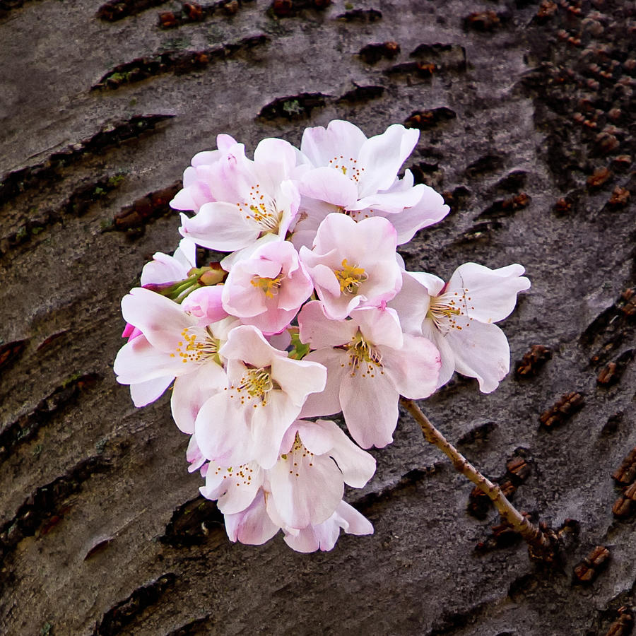 Single Cherry Blossom Photograph by C  Renee Martin