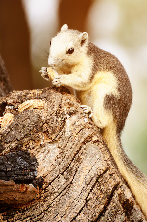 Single chipmunk eating peanut on tree. Photograph by Novaart