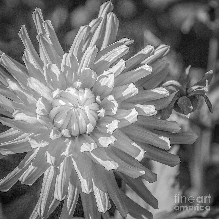 Single Chrysanthemum Flower.black And White Photograph