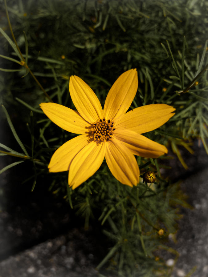 Still Life Photograph - Single Coreopsis verticillata flower by Jussi Laasonen Still Life Photograph - Single Coreopsis verticillata flower by Jussi Laasonen