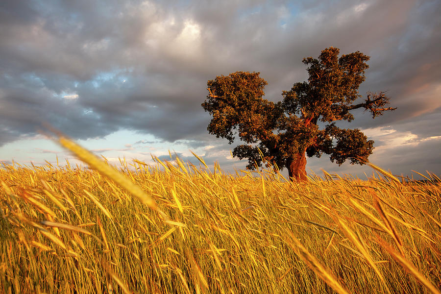 Single cork tree in wheat field Photograph by Ruben Vicente